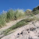 Dünen in Nørlev