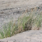 Strandhafer
