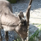 Rentier im Aalborg Zoo