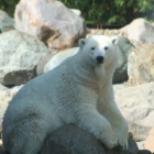 Isbjørn im Aalborg Zoo