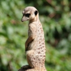 Erdmännchen im Aalborg Zoo