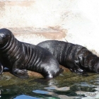 junge Seehunde im Aalborg Zoo