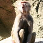 Pavian im Aalborg Zoo