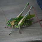 Heuschrecke auf unserer Terrasse