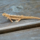 Besuch auf der Terrasse