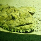 böser Fisch
