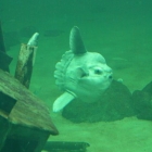 Anton, der neue Mondfisch