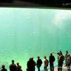 Das große Aquarium