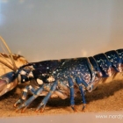 Hummer