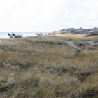 Die Bunkerpferde von Blåvand