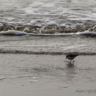 Strandläufer