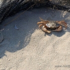 Krabbe am Strand