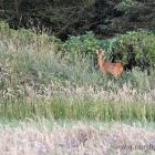 Besuch am Abend