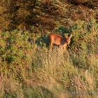 abendlicher Besuch am Ferienhaus