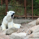 noch ein Eisbär