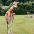 Giraffe auf der großen Freifläche