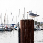 Möwe im Hafen von Burgstaaken