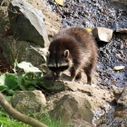 Waschbär im Zoo von Grömitz