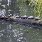 Schildkröten