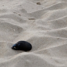 Muschel am Strand