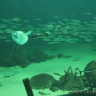 Ein Blick ins große Aquarium