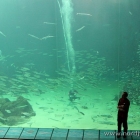 Taucher im großen Aquarium
