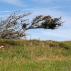 schiefer Baum bei Maarup Kirke
