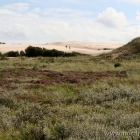 Die Wanderdüne Råbjerg Mile