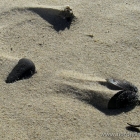 Muscheln am Strand