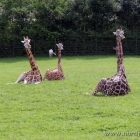 Giraffen