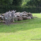 Zebras im Schatten