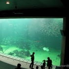 Das große Aquarium in Nordseemuseum