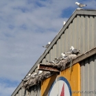 Besiedelte Lagerhalle im Hafen von Hirtshals