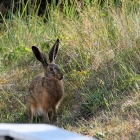 Besuch am Ferienhaus