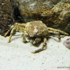 Seespinne