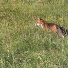 Fuchs Düne