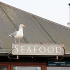 Möwe in Hirtshals