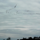 Zugvögel Hvide Sande