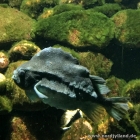 Fisch