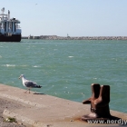 Möwe und Trawler