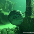 Mondfisch