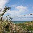 Strandhafer