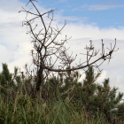 Toter Baum