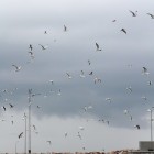 Die Vögel