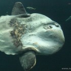 Mondfisch