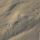 Spuren im Sand
