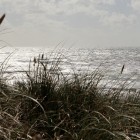 Strandhafer