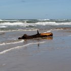 Strandgut