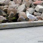 Möwen