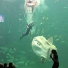 Mondfisch und Taucher im Oceanarium
